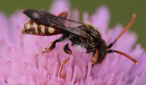 Réf. 199 542 : Nomada armata